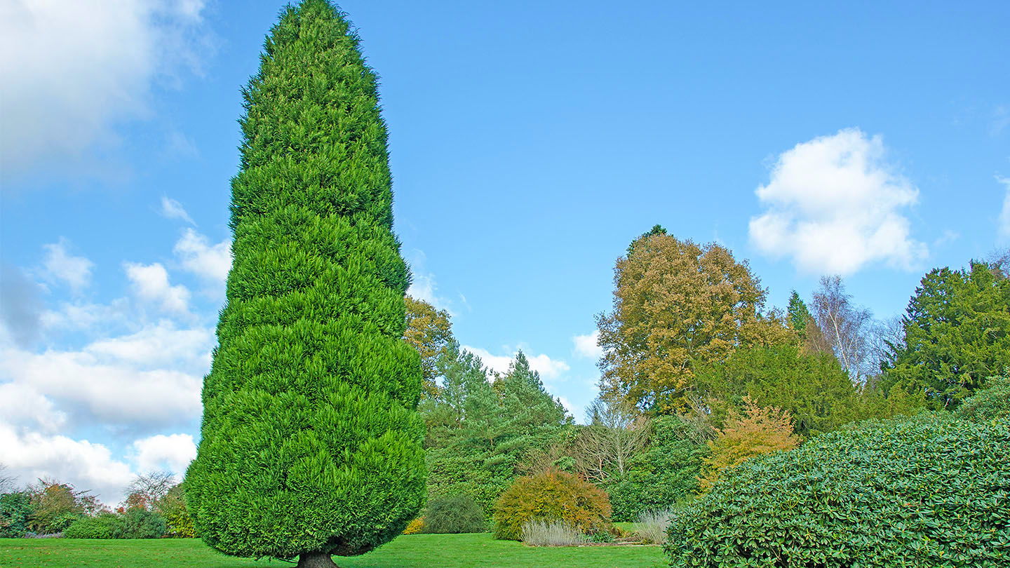 Lawson Cypress (Chamaecyparis lawsoniana) Woodland Trust