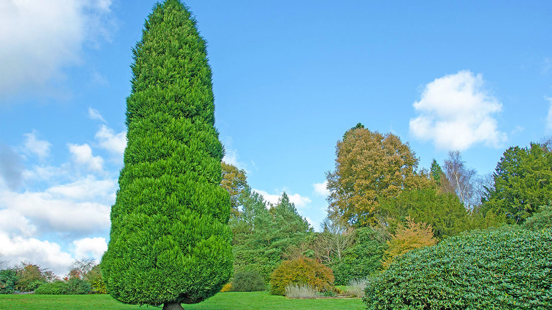 Lawson cypress against blue sky