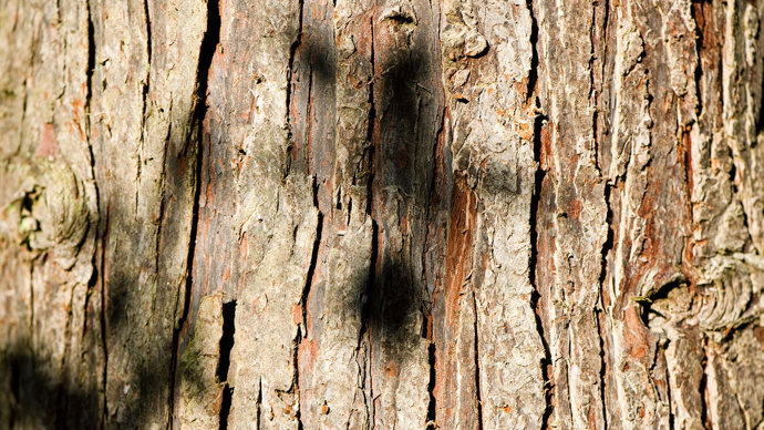 Lawson cypress bark close-up