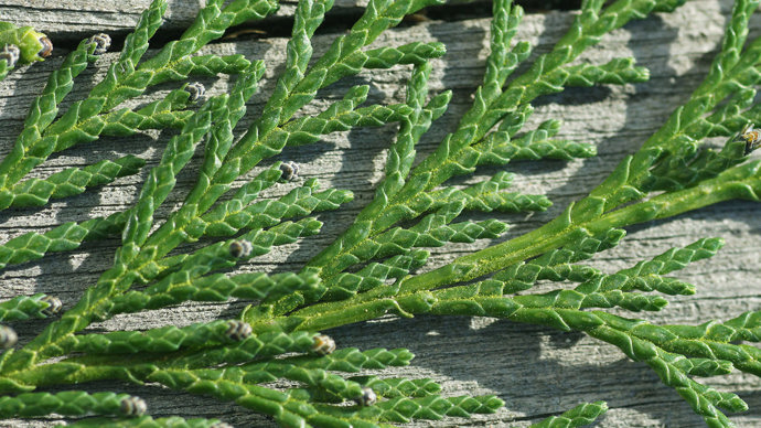 Lawson cypress close-up