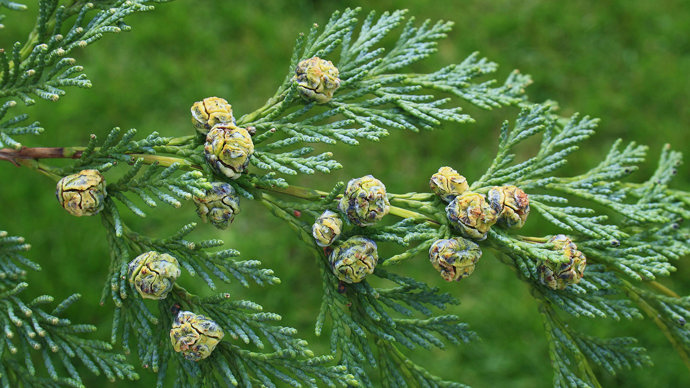 Lawson cypress cones
