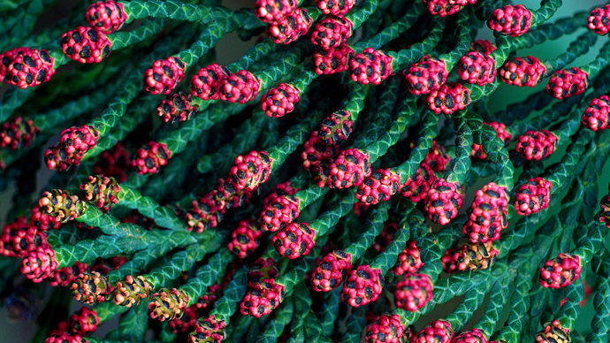 Lawson cypress red male catkins