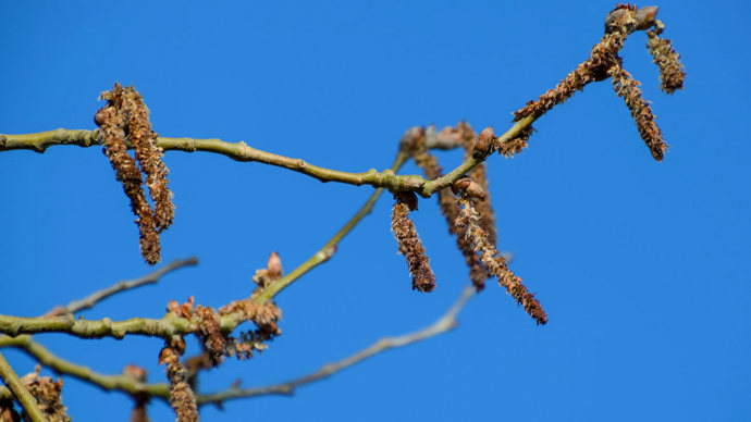 White poplar male catkins