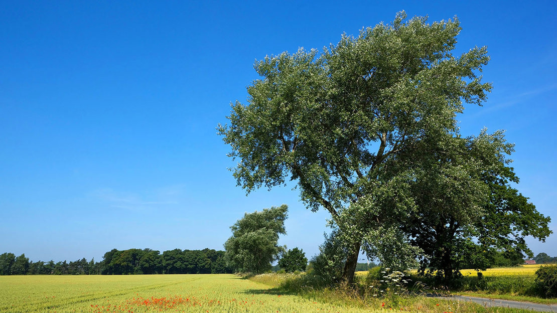 White poplar overall tree