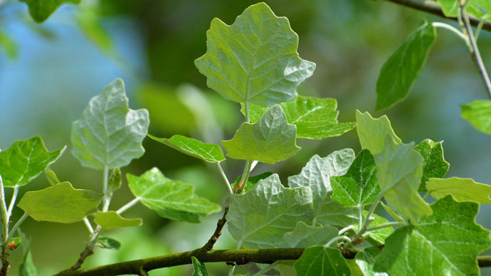 White poplar underside leaves