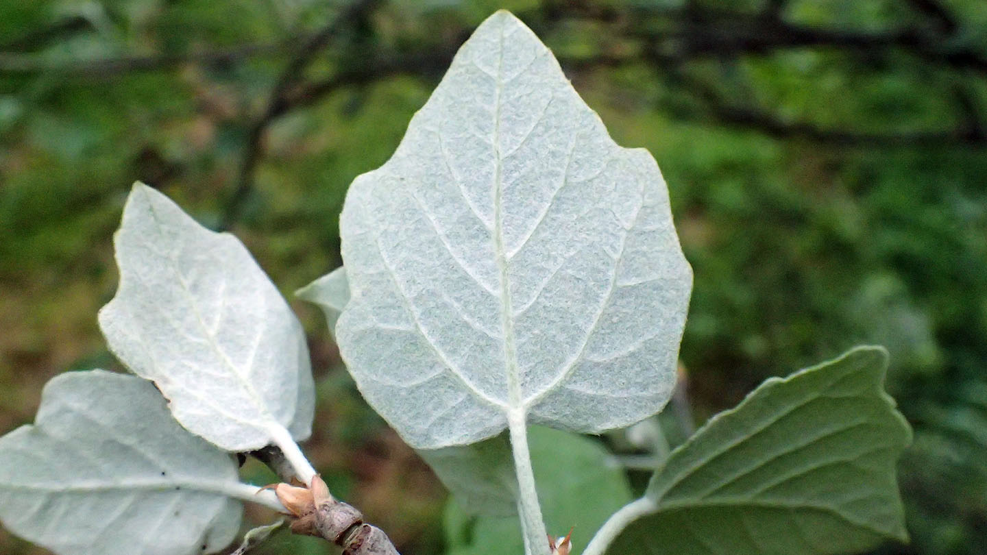 White Poplar (Populus alba) - British Trees - Woodland Trust