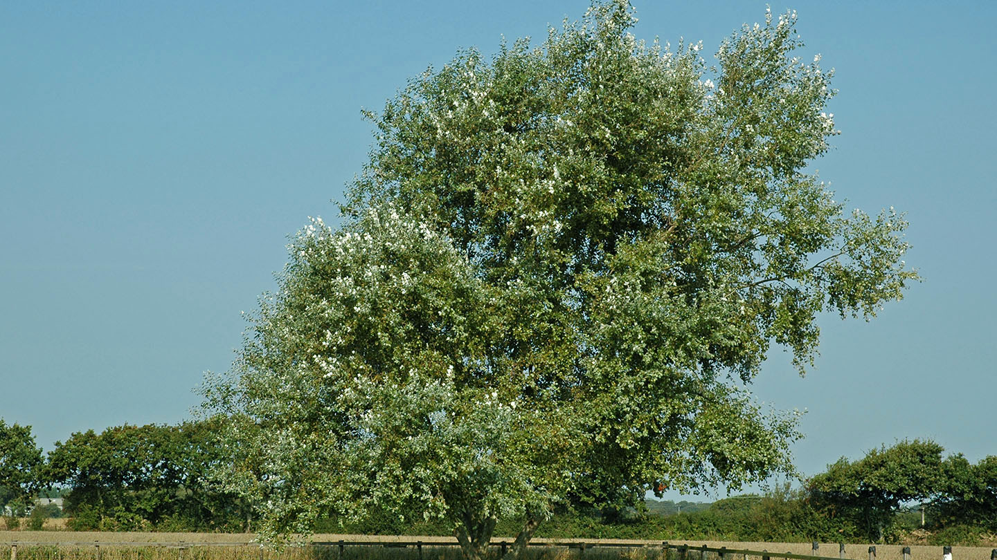White Poplar (Populus alba) British Trees Woodland Trust