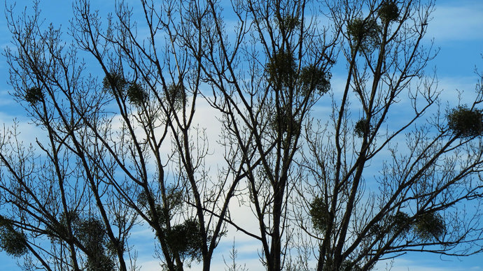 Bare white poplar in December with birds nest