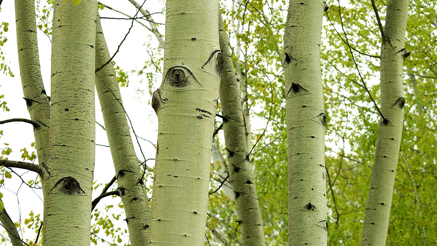 White Poplar (Populus alba) British Trees Woodland Trust