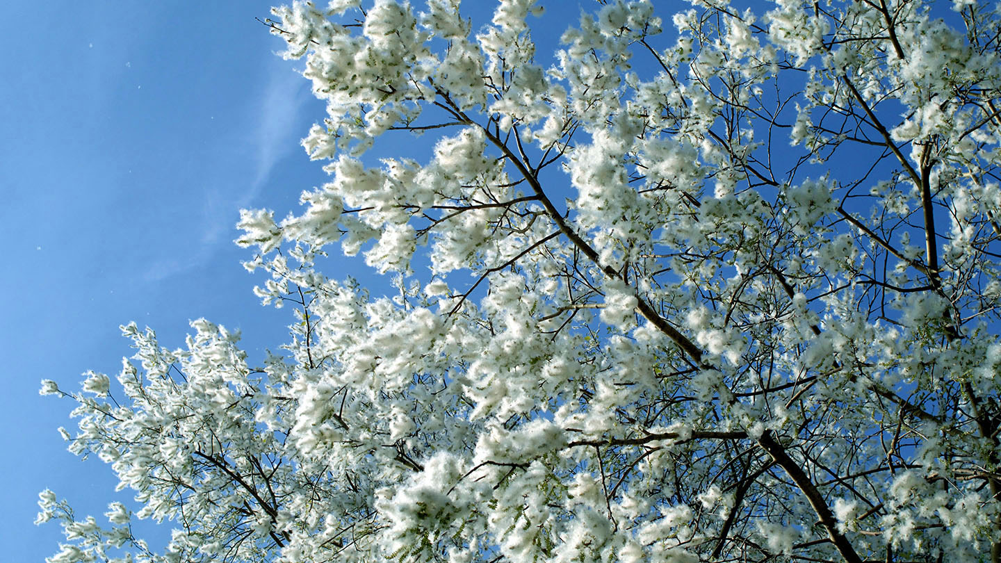 tree with white leaves on one side