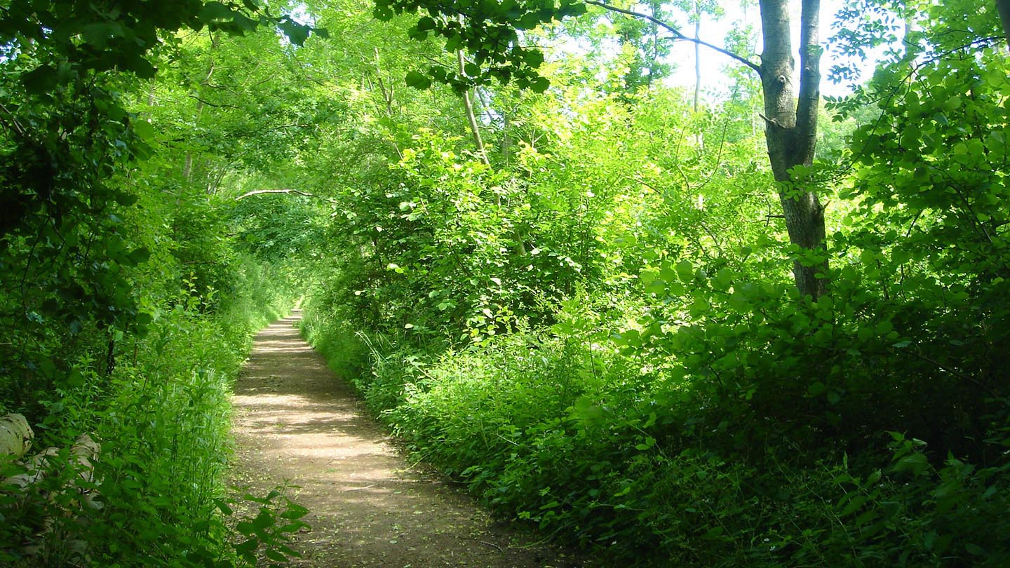 Old Wood, Skellingthorpe Visiting Woods Woodland Trust