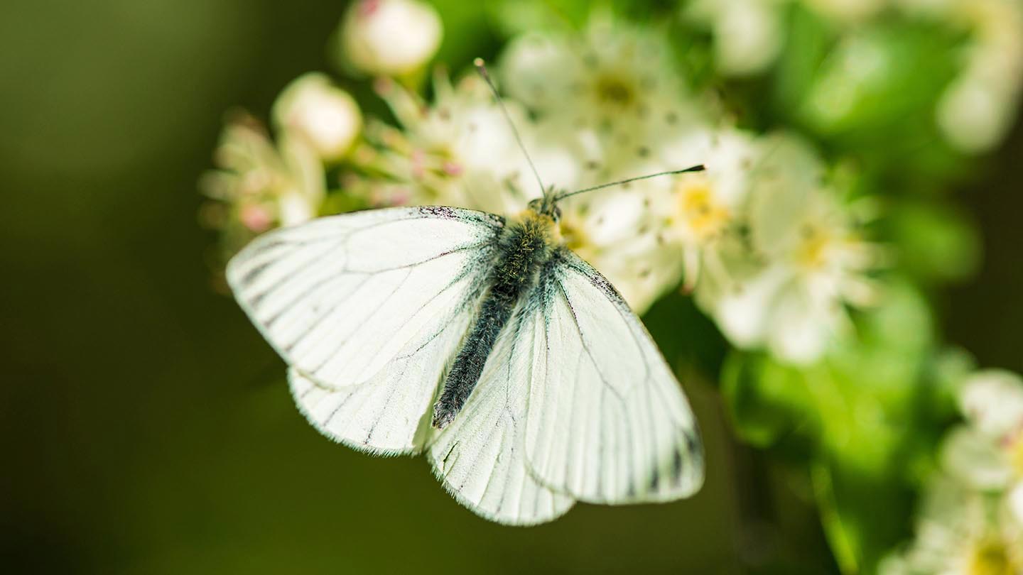 Old Wood, Skellingthorpe Visiting Woods Woodland Trust