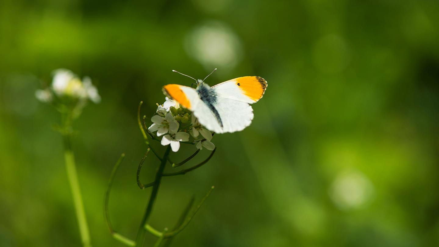 Old Wood, Skellingthorpe Visiting Woods Woodland Trust