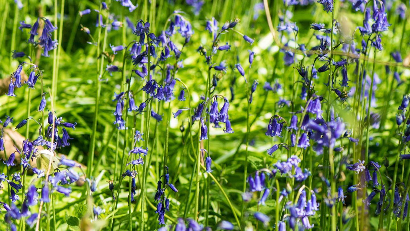 Old Wood, Skellingthorpe Visiting Woods Woodland Trust