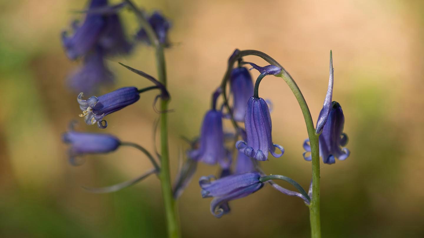 Old Wood, Skellingthorpe Visiting Woods Woodland Trust