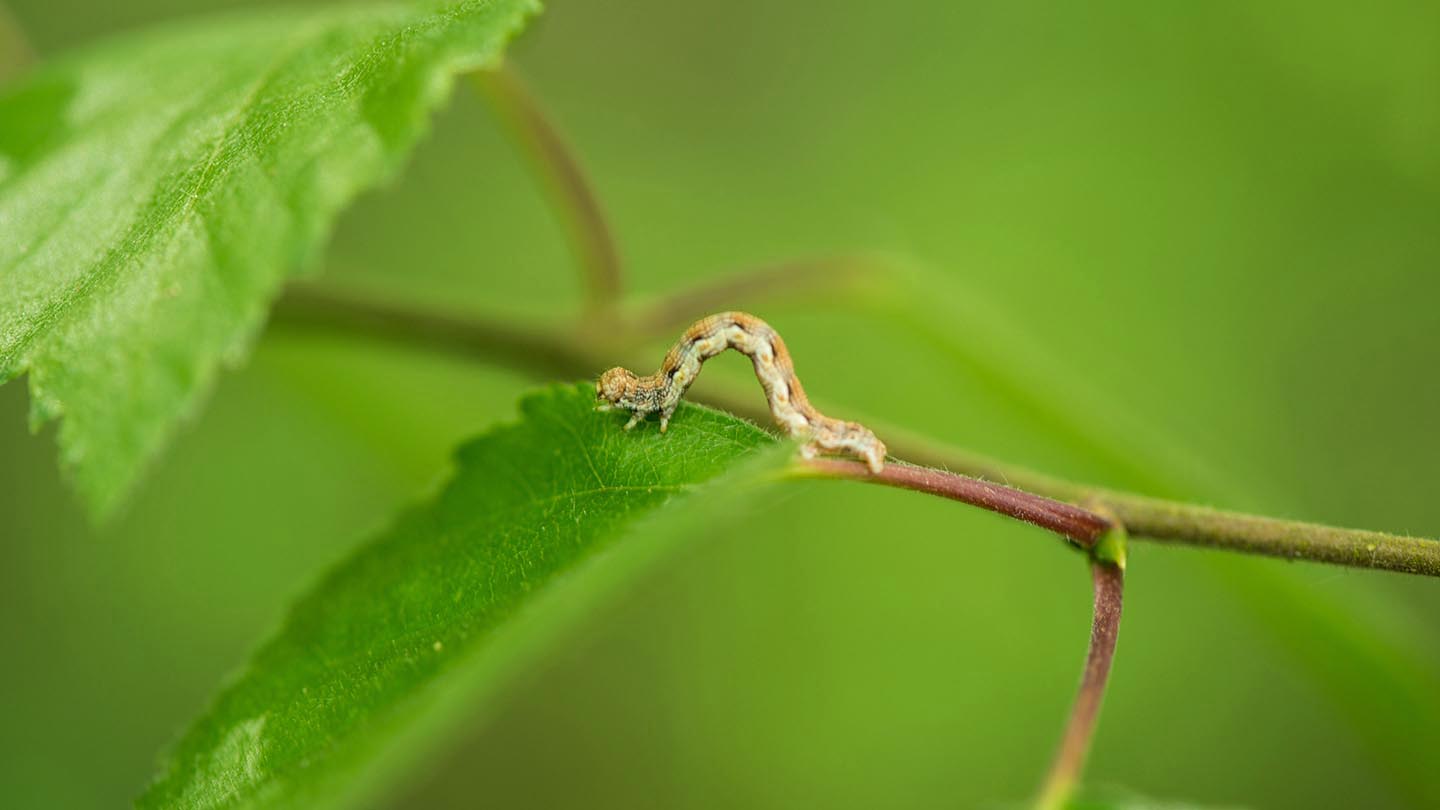 Old Wood, Skellingthorpe Visiting Woods Woodland Trust