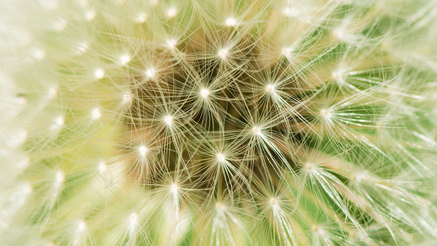 Old Wood, Skellingthorpe Visiting Woods Woodland Trust