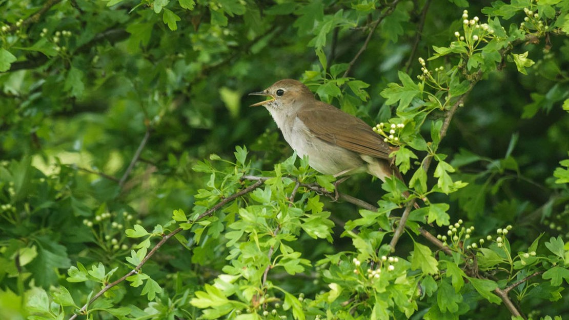 Nightingal on leafy branch,