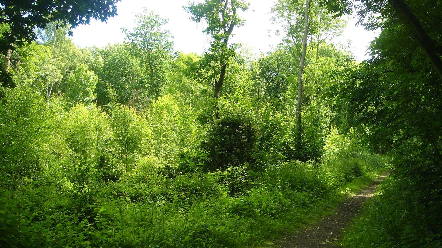 Old Wood, Skellingthorpe Visiting Woods Woodland Trust