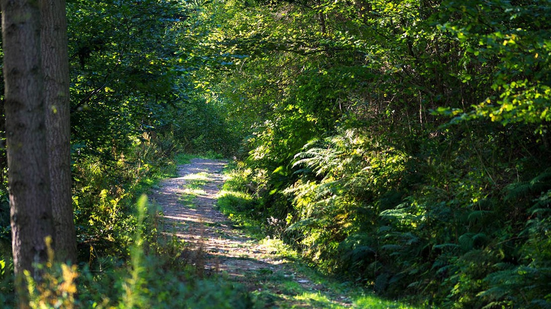 Sunlit path through woodland, Parc Mawr
