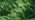 Western red cedar leaves