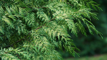 Western red cedar leaves Western red cedar leaves