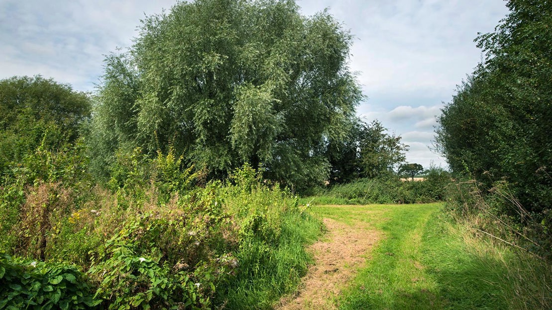 Narrow path, Penguin Wood at Botany Bay