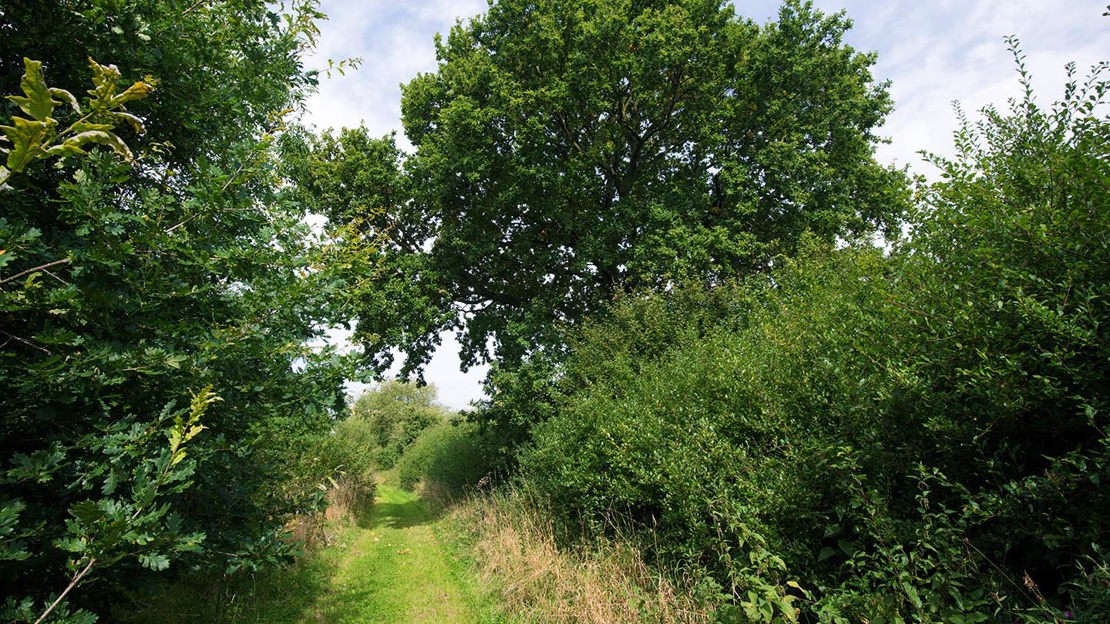 Narrow path alongside wood, Penguin Wood at Botany Bay