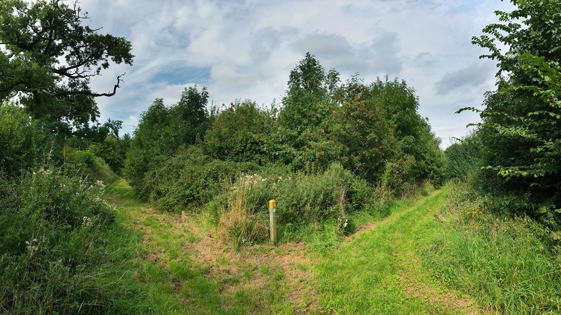 Fork in path,  Penguin Wood at Botany Bay