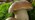 Penny bun mushroom close-up