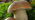 Penny bun mushroom close-up