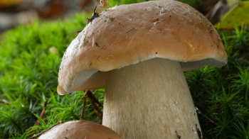 Penny bun mushroom close-up Penny bun mushroom close-up