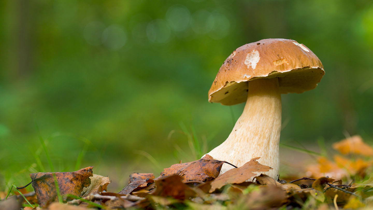 penny-bun-boletus-edulis-british-fungi-woodland-trust