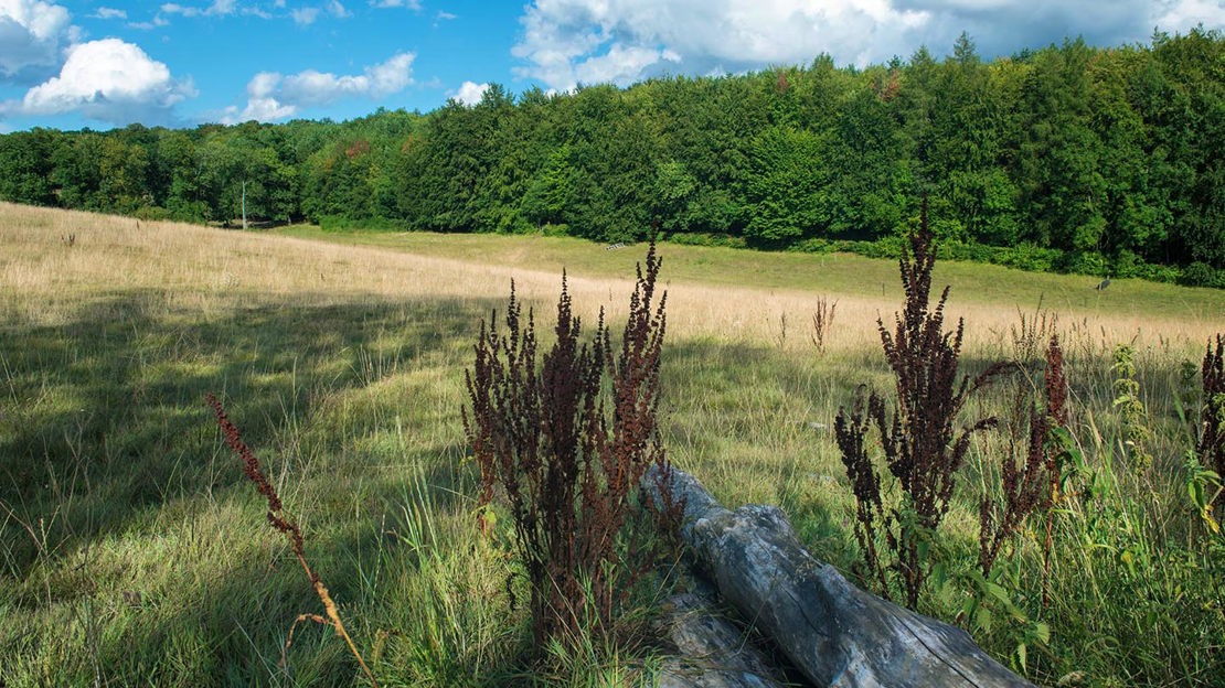 Grassland, Philipshill Wood