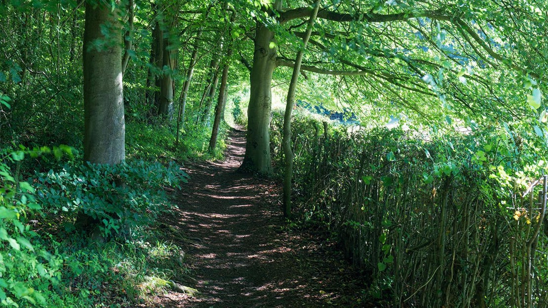 Shaded path through Philipshill Wood