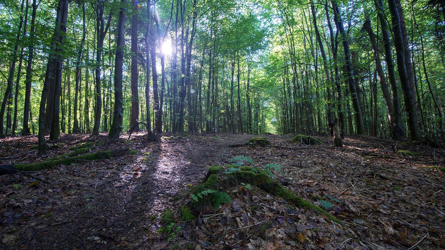 11 mustknow facts about woods and forests Woodland Trust