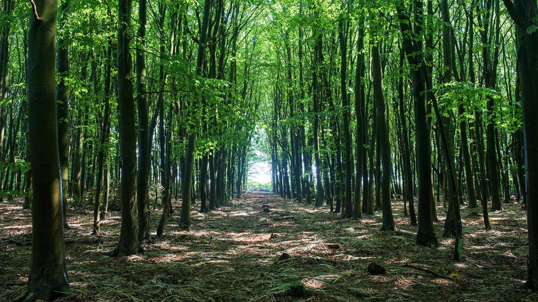 Avenue of trees, Philipshill Wood