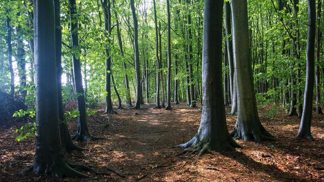 Woodland, Philipshill Wood