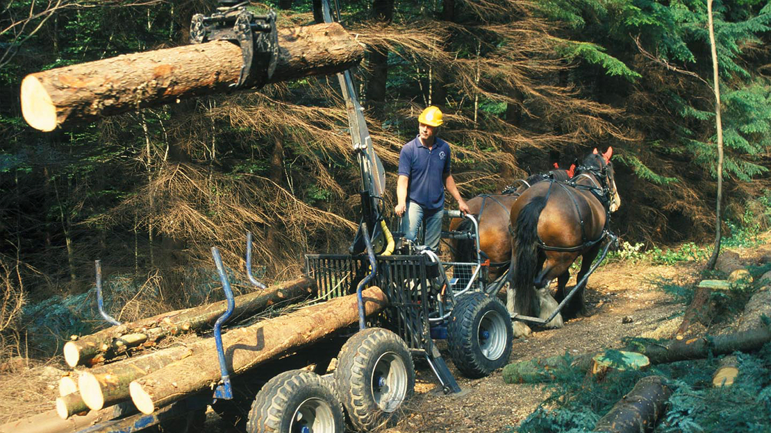 Timber extraction using horses, Philipshill Wood