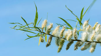 Osier willow female catkins releasing seeds Osier willow female catkins releasing seeds