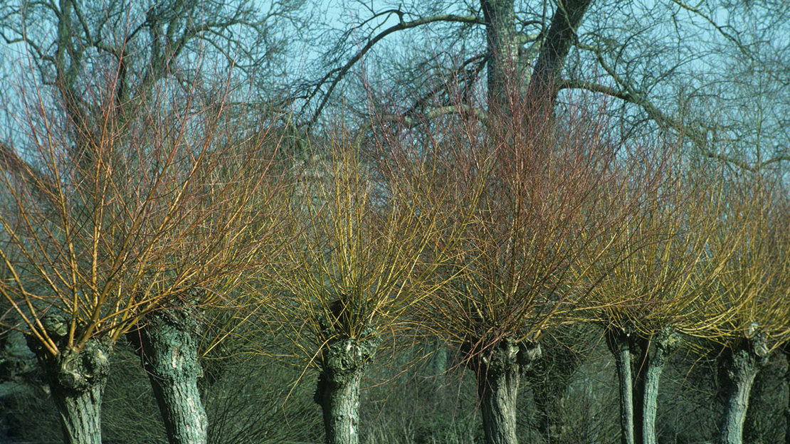 Osiery Osier Willow (Salix viminalis) - British Trees - Woodland Trust