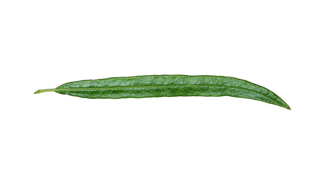 Osiery Osier Willow (Salix viminalis) - British Trees - Woodland Trust