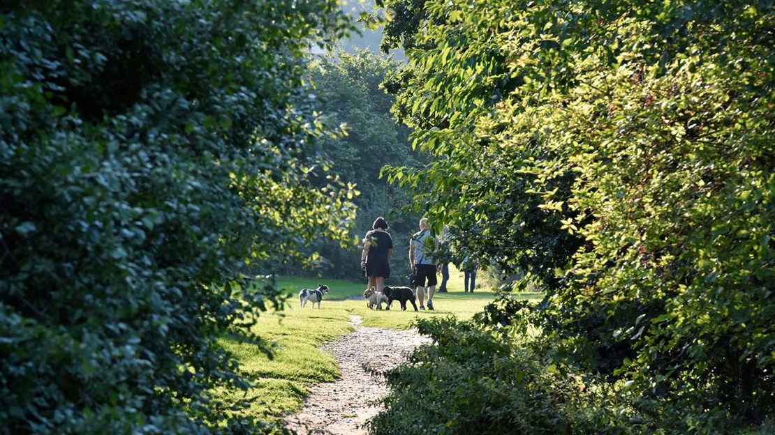 Dogwalkers, Pipe Hall Farm