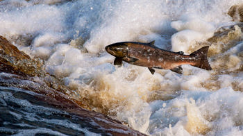Altantic salmon leaping upstream over a small waterfall Altantic salmon leaping upstream over a small waterfall