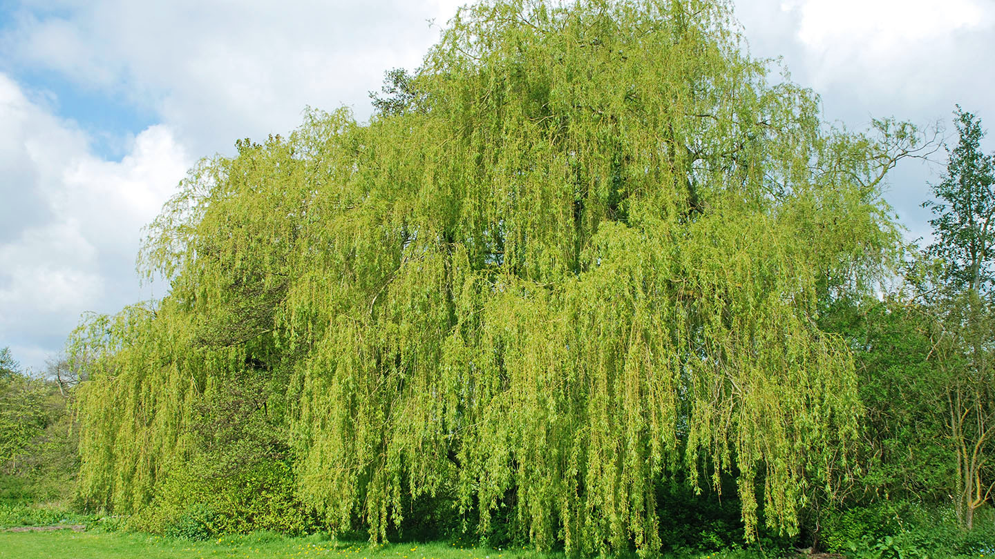 White Willow (Salix alba) - British Trees - Woodland Trust