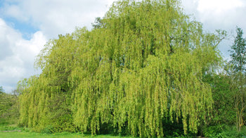 White willow tree