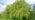 White willow tree