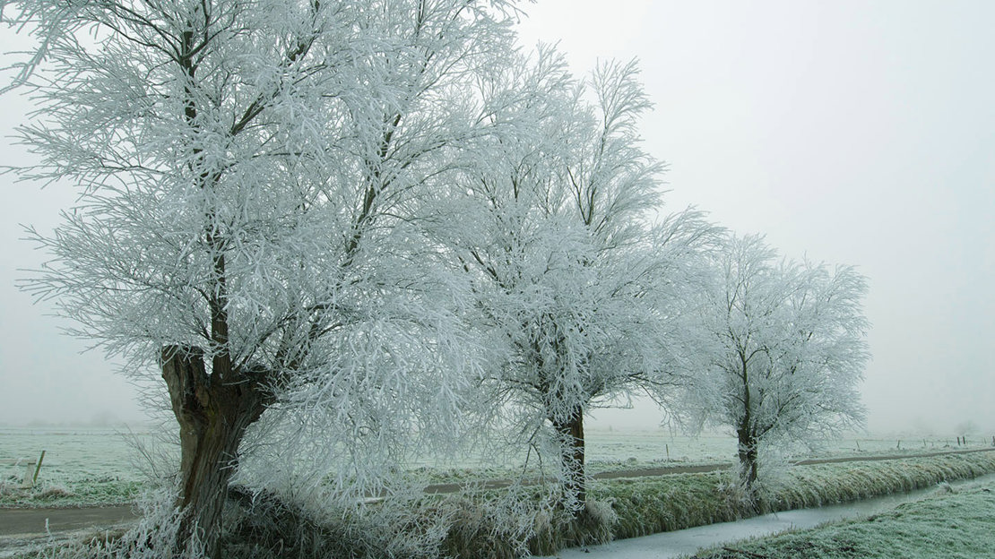 White willow trees covered in hoar frost