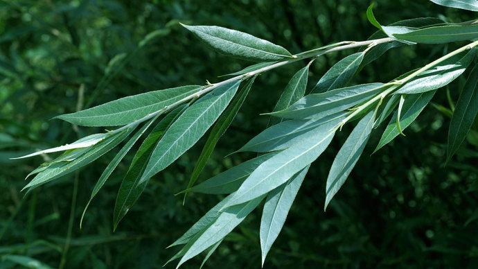 White willow twig with leaves in summer