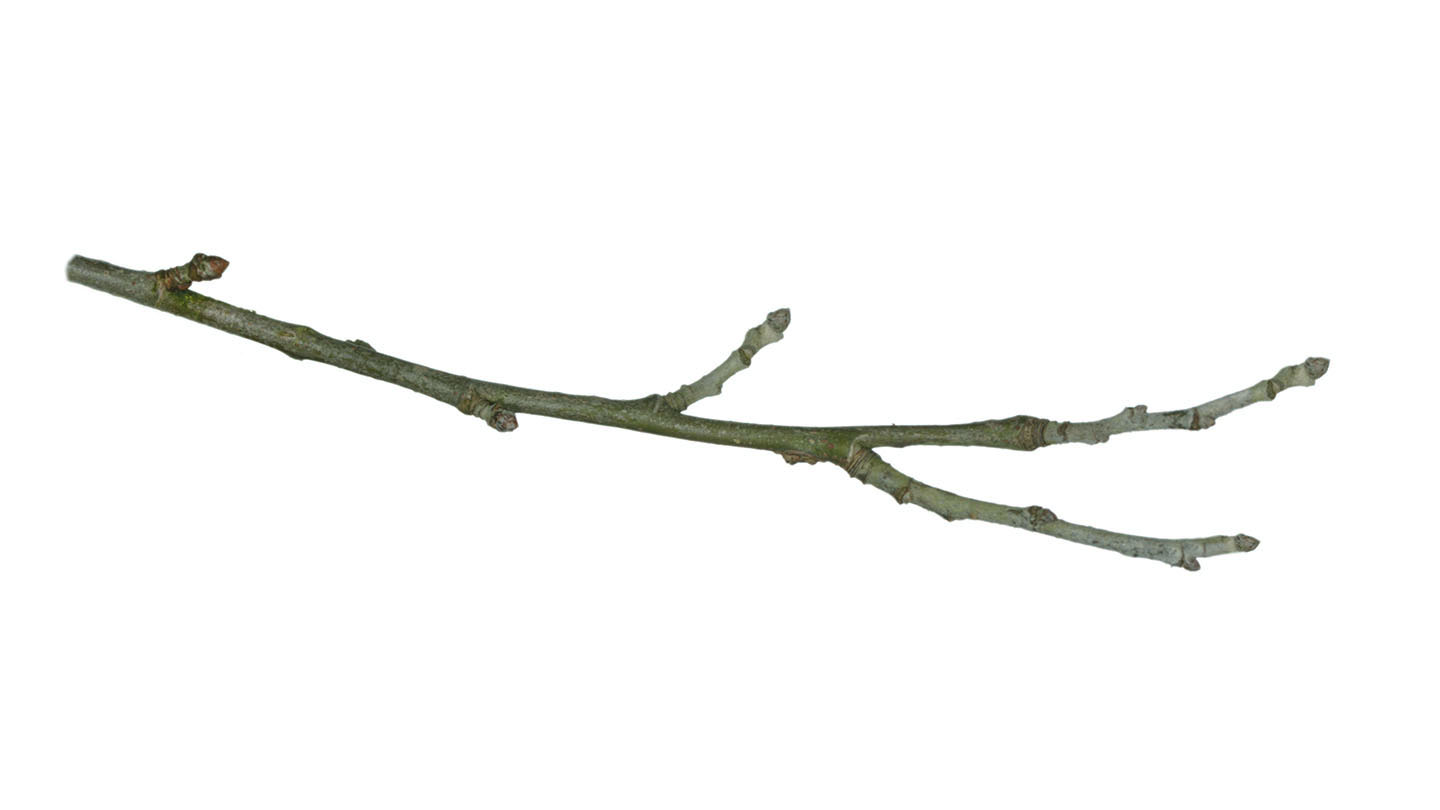 White Willow (Salix alba) British Trees Woodland Trust